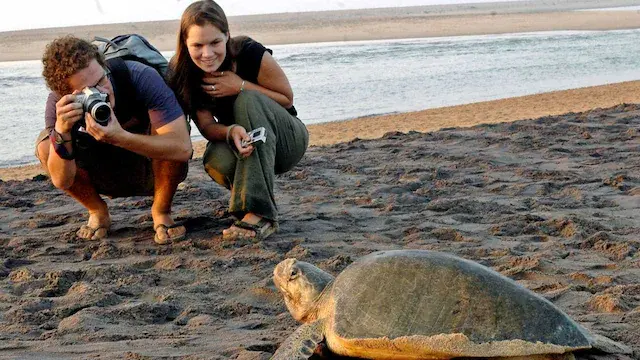 Tourism encompasses more than just leisure travel; it's a crucial economic engine for numerous nations. It creates both direct and indirect job opportunities for millions and plays a key role in generating essential foreign exchange for the national treasury. Although India is becoming a popular tourist destination, it has yet to break into the top 10 countries for foreign tourist arrivals.