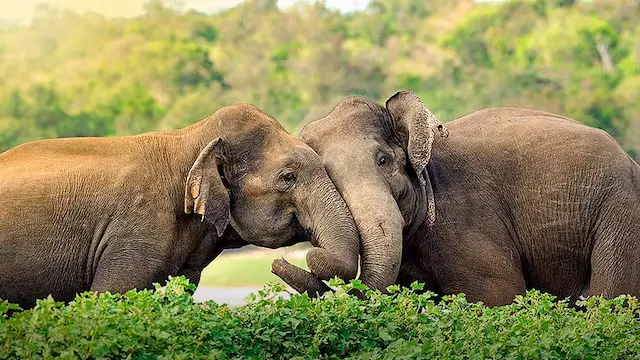 8. Sri Lanka | Indians can enter Sri Lanka visa-free under its current relaxed entry scheme. From Colombo’s bustling streets to the cultural triangle and southern beaches, the island has something for every traveller. September is shoulder season, offering good deals and fewer crowds.