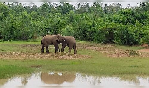 Odisha's Proposal to Enhance Wildlife Tourism Sparks Conservation Worries in Protected Regions