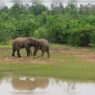Odisha's Proposal to Enhance Wildlife Tourism Sparks Conservation Worries in Protected Regions