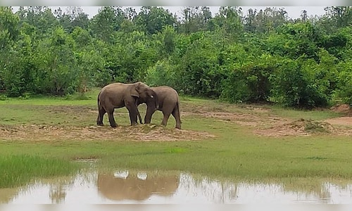 Odisha's Proposal to Enhance Wildlife Tourism Sparks Conservation Worries in Protected Regions