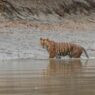 Sundarbans National Park Closed for Breeding Season Until August 3, Officials Announce