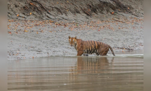 Sundarbans National Park Closed for Breeding Season Until August 3, Officials Announce