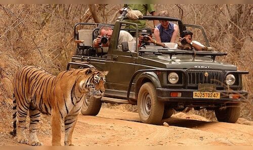 Tourist Safari Vehicles in Pilibhit Tiger Reserve Disrupt Tiger Movement by Violating Regulations