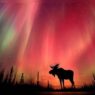 Auroras Illuminate the Sky Amidst Intense Solar Radiation Storm Striking Earth