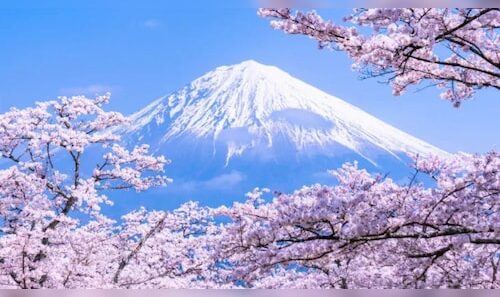 Cherry Blossom Picnics in Japan Featuring Flavors from West Asia's Sweet Buns
