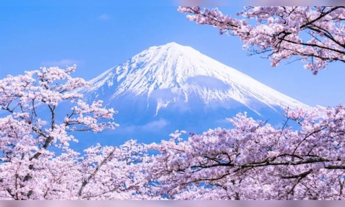 Cherry Blossom Picnics in Japan Featuring Flavors from West Asia's Sweet Buns
