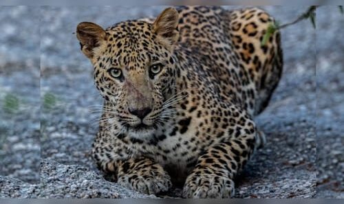 Rajasthan High Court Restricts Jawai Tourism; Prohibits Night Safaris and Drones to Safeguard Leopard Habitat