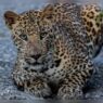 Rajasthan High Court Restricts Jawai Tourism; Prohibits Night Safaris and Drones to Safeguard Leopard Habitat