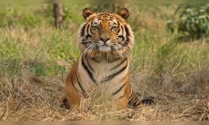 Cub and adult tiger discovered deceased in Kanha, Balaghat; 23 fatalities recorded in Madhya Pradesh since January.
