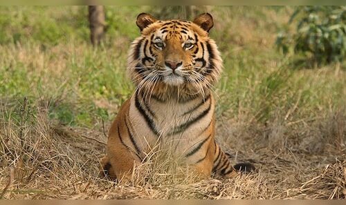 Cub and adult tiger discovered deceased in Kanha, Balaghat; 23 fatalities recorded in Madhya Pradesh since January.