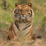 Cub and adult tiger discovered deceased in Kanha, Balaghat; 23 fatalities recorded in Madhya Pradesh since January.