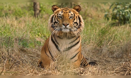 Cub and adult tiger discovered deceased in Kanha, Balaghat; 23 fatalities recorded in Madhya Pradesh since January.