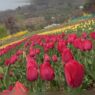 In Pictures: Asia's Biggest Tulip Garden Captivates Visitors with Early Blooms in Kashmir