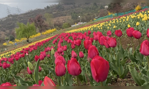 In Pictures: Asia's Biggest Tulip Garden Captivates Visitors with Early Blooms in Kashmir