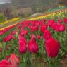 Srinagar's Tulip Garden to Open Shortly; Omar Abdullah Offers Sneak Peek Before Full Bloom