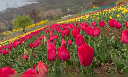 Srinagar's Tulip Garden to Open Shortly; Omar Abdullah Offers Sneak Peek Before Full Bloom