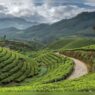 Indian Hotels Company Limited signs agreement for 55-room Tree of Life resort in Wayanad.