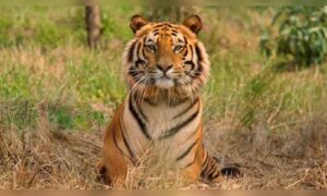 Sariska to Launch Multilingual Audio Guides and Digital Wildlife Experiences for Visitors