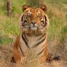 Sariska to Launch Multilingual Audio Guides and Digital Wildlife Experiences for Visitors