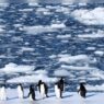 Surge in Antarctic Tourism Sparks Worries Over Pollution and Illness
