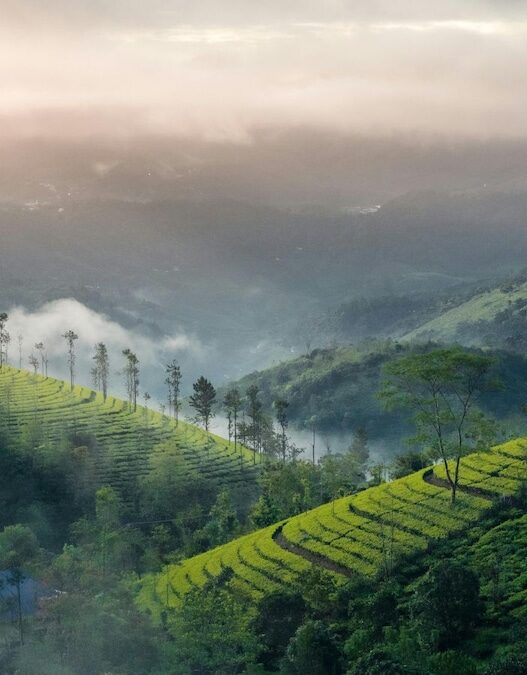 From God's Own Country to a Tapestry of Diversity: 10 Indian States and the Titles that Capture Their Culture