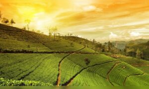 Misty Peaks and Verdant Views: Weekend Getaways from Kolkata