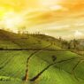 Misty Peaks and Verdant Views: Weekend Getaways from Kolkata