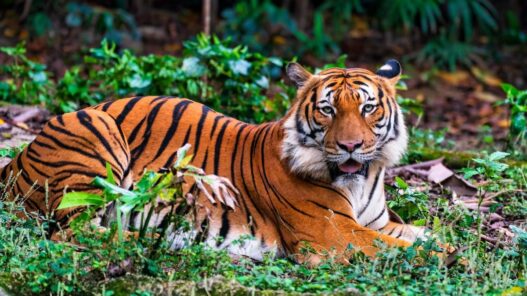 Tiger Day 2026: 10 Must-Visit Tiger Reserves in India for Wildlife Enthusiasts