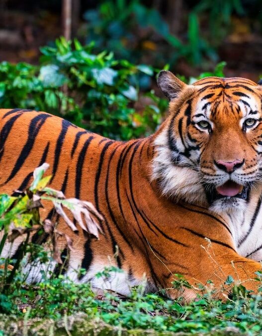 Tiger Day 2026: 10 Must-Visit Tiger Reserves in India for Wildlife Enthusiasts