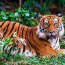 Tiger Day 2026: 10 Must-Visit Tiger Reserves in India for Wildlife Enthusiasts