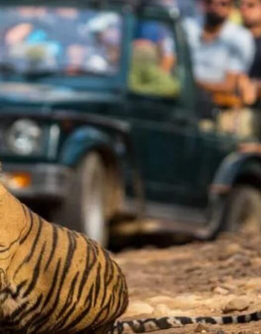 Top National Parks to Explore in Monsoon: 8 Wildlife Spots That Remain Accessible During Rainy Season