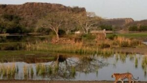 Ranthambore Experiences 40,000 Safari Sign-Ups in Just Two Hours After Reservations Launch