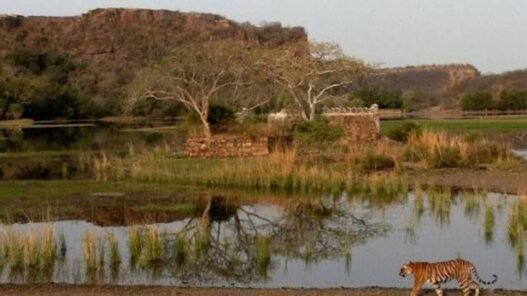 Ranthambore Experiences 40,000 Safari Sign-Ups in Just Two Hours After Reservations Launch