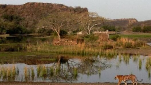 Ranthambore Experiences 40,000 Safari Sign-Ups in Just Two Hours After Reservations Launch