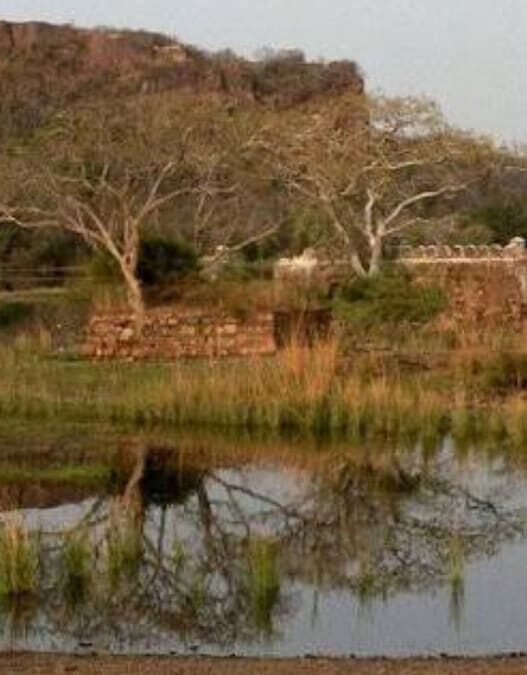 Ranthambore Experiences 40,000 Safari Sign-Ups in Just Two Hours After Reservations Launch