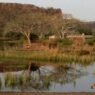 Ranthambore Experiences 40,000 Safari Sign-Ups in Just Two Hours After Reservations Launch